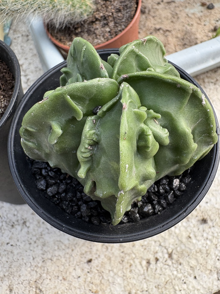Astrophytum myriostigma 'Fukuryu'