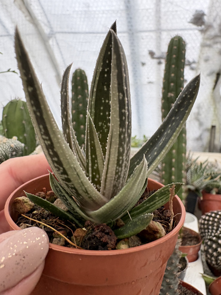 x Gasteraloe doreen 'Monstruosa'
