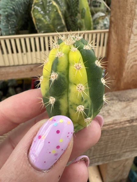 Roseocereus tephracanthus 'Variegata'
