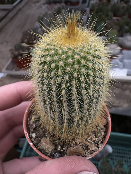 Eriocactus leninghausii