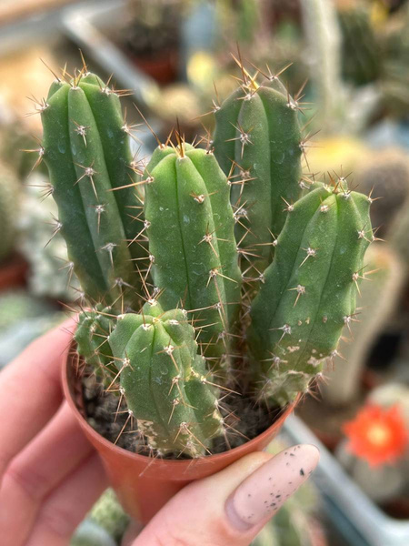 Trichocereus pachanoii GRUPA SIEWEK SAN PEDRO