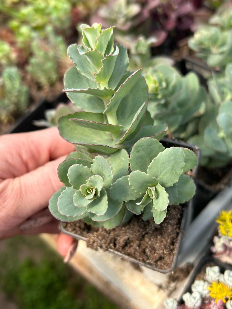 Sedum Telephium Rozchodnik Karpacki Succulents \ Sedum Frost