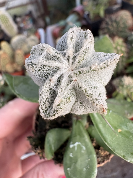 Astrophytum coahuilense 'Multicostatum'