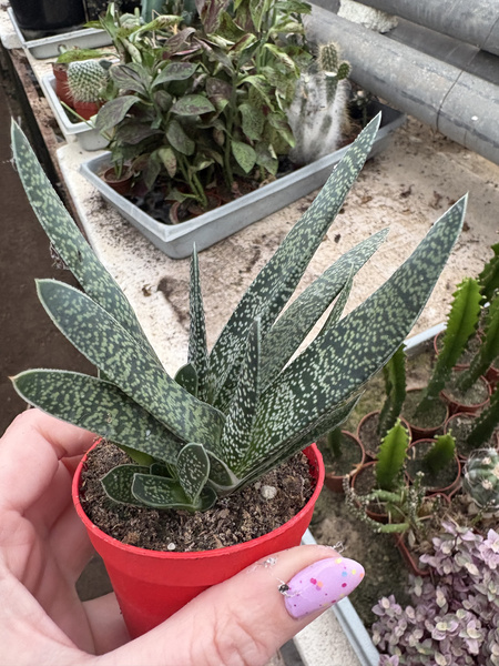 Gasteria gracilis