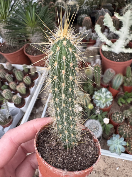 Cleistocactus tupizensis