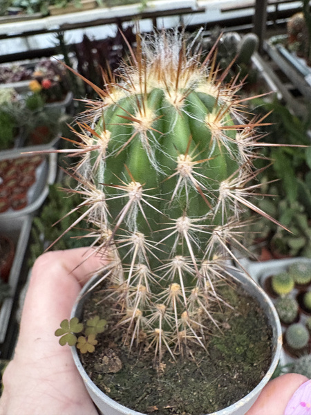 Pilosocereus gounellei