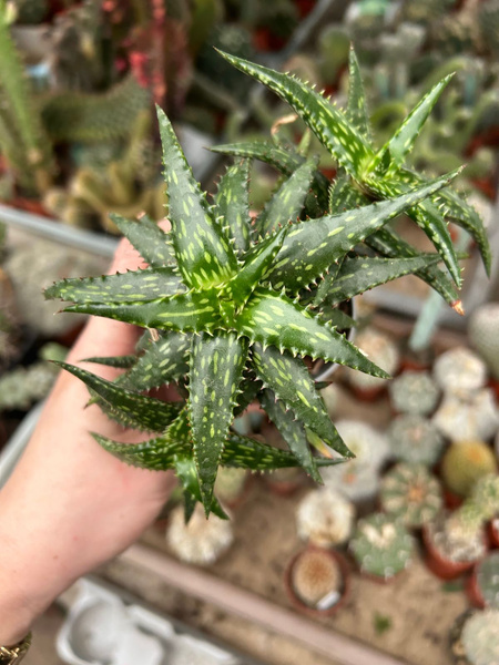 Aloe jucunda