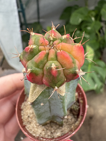 Gymnocalycium baldianum 'Variegata'