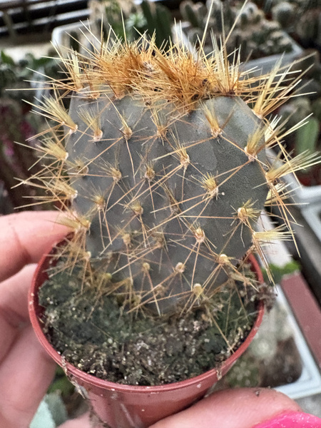 Opuntia galapageia ENDEMIT