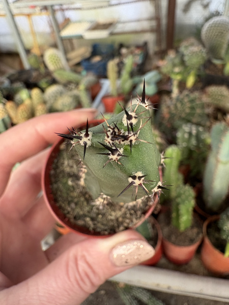 Eriocereus jusbertii 3 żebra