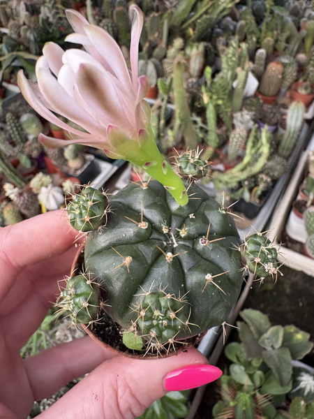 Gymnocalycium damsii v.rotundulum - chiński kaktus