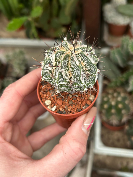 Astrophytum ornatum 'Dinosaur Fukuryu Hannya' siewka