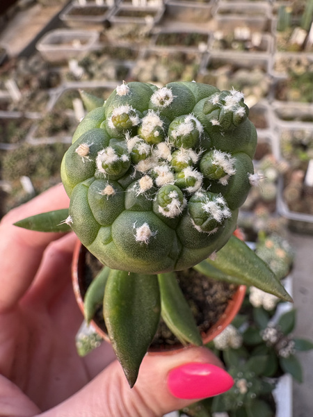 Astrophytum asterias 'Turtle'