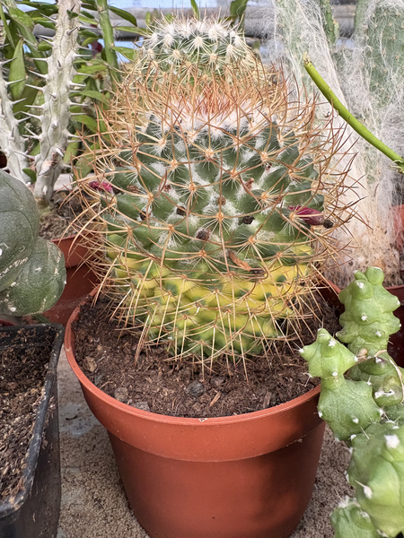 Mammillaria rhodantha 'Variegata'