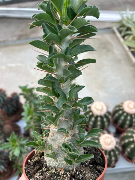 Pachypodium saundersii