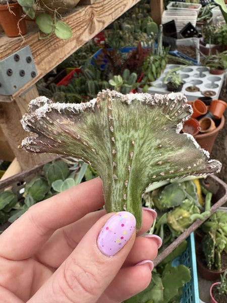 Monvillea spegazzini 'Cristata'