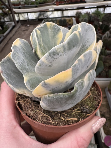 Cotyledon undulata 'Variegata'
