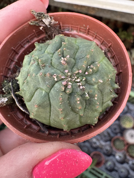 Euphorbia symmetrica 'Monstruosa' SPECJAL