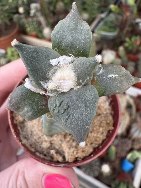 Ariocarpus furfuraceus v.rostratus