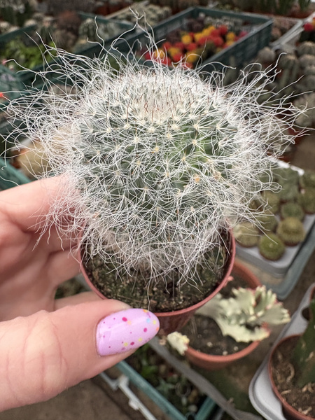 Mammillaria woodsii