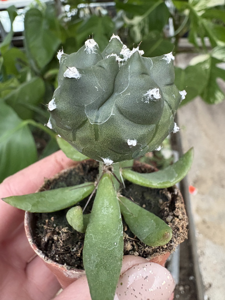 Astrophytum myriostigma 'Kikko Nuda'