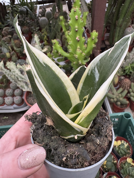 ansevieria trifasciata 'Jade Pagoda' wężownica 'Jade Pagoda'