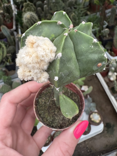 Astrophytum myriostigma 'Nuda Monstruosa'