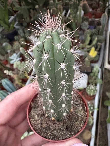 Roseocereus tephracanthus