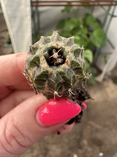 Gymnocalycium mihanovichii 'Monstruosa'
