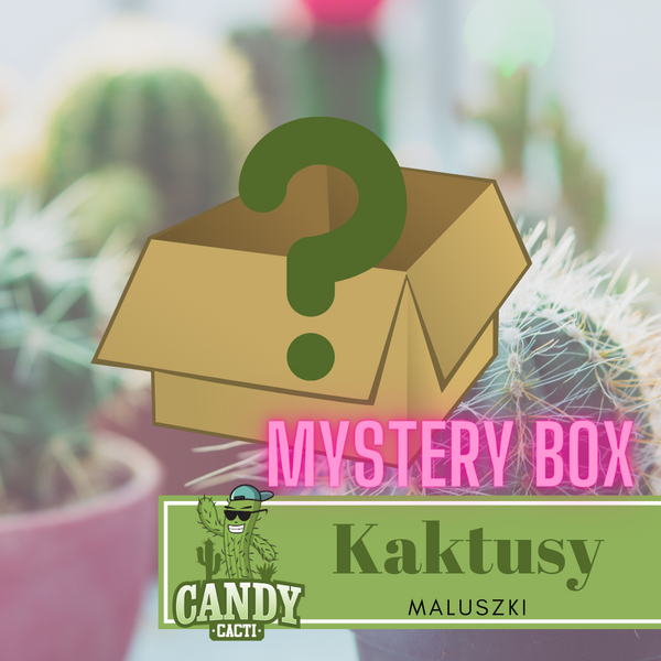 MYSTERY BOX Cacti-Babies