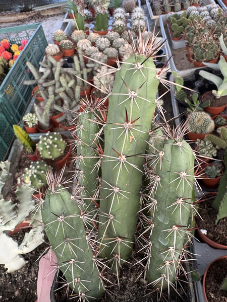 Eriocereus bonplandii GROUP