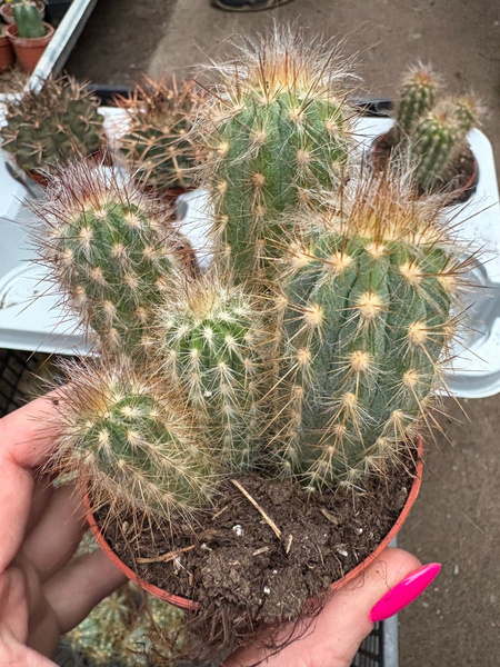 Pilosocereus gounellei grupa