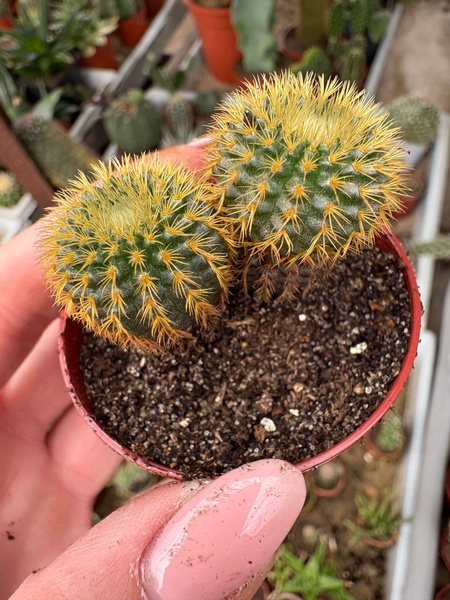 Frailea mammifera x2