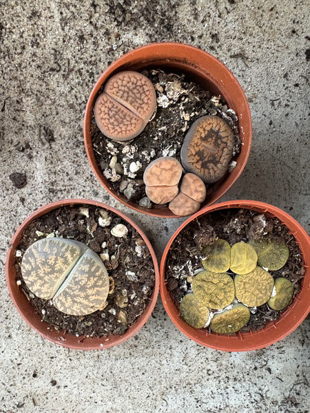 LITHOPS żywe kamienie MIX x3 KAMIENIE SZCZĘŚCIA