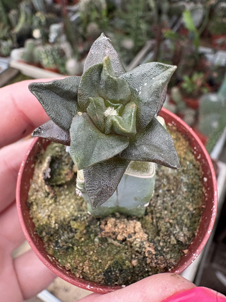 Ariocarpus bravoanus