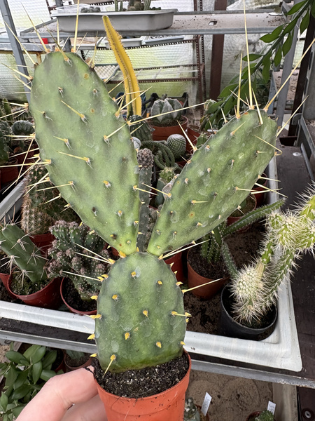 OPUNTIA DECUMBENS