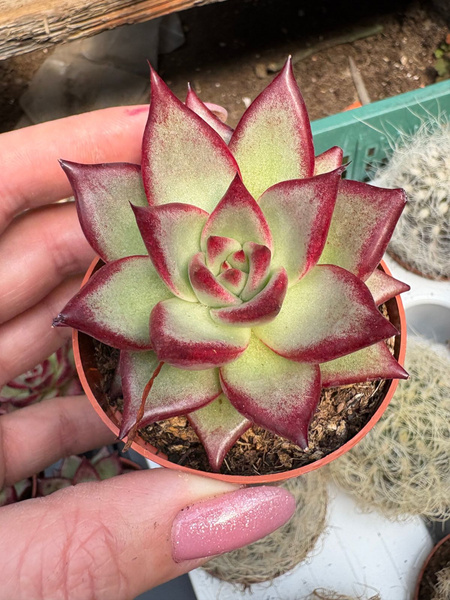 Echeveria agavoides 'Electra'