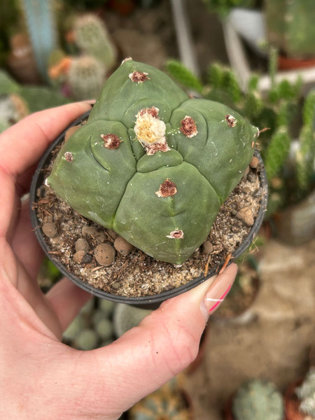 Astrophytum myriostigma 'Nuda Quadricostatum Kikko'