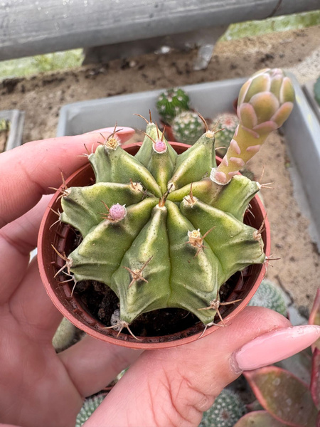 Gymnocalycium mihanovichii SPECJALNY KOLOR