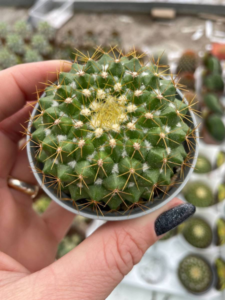 Mammillaria marksiana