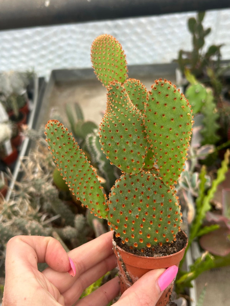 Opuntia microdasys v.rubrispina