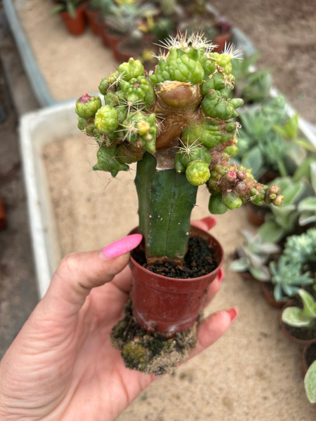 Mammillaria spinosissima 'Coral'