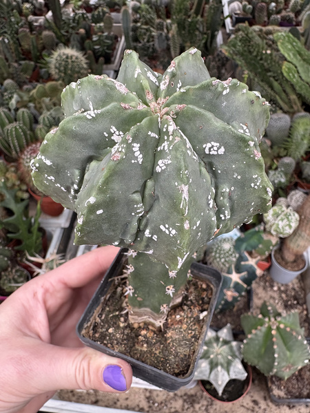 Astrophytum myriostigma 'Hakuun' Multicostatum Fukuryu'