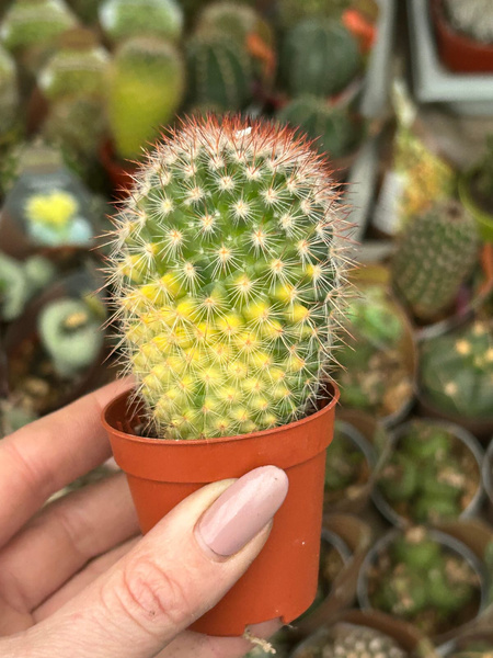 Mammillaria spinosissima 'Variegata'