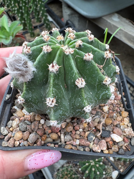 Echinopsis eyriesii WIELKIE PIĘKNE KWIATY