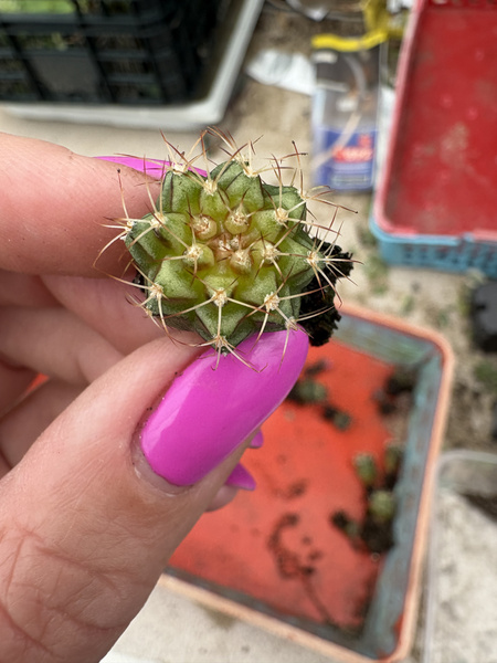Gymnocalycium mihanovichii 'Variegata'