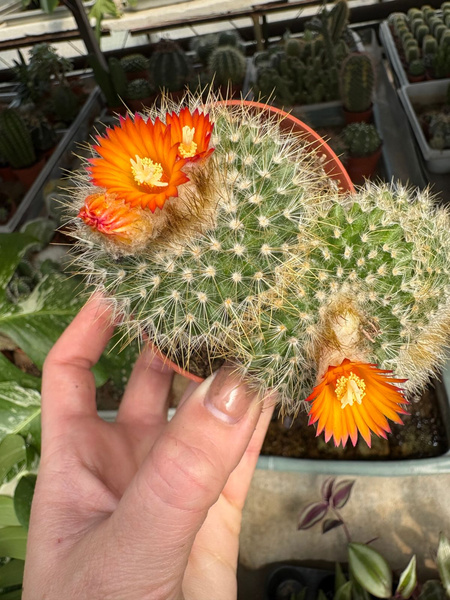 Parodia chrysacanthion 'Polygona'