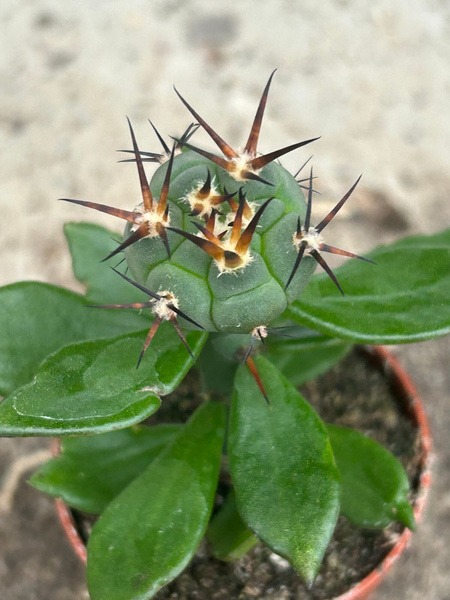 Gymnocalycium armatum