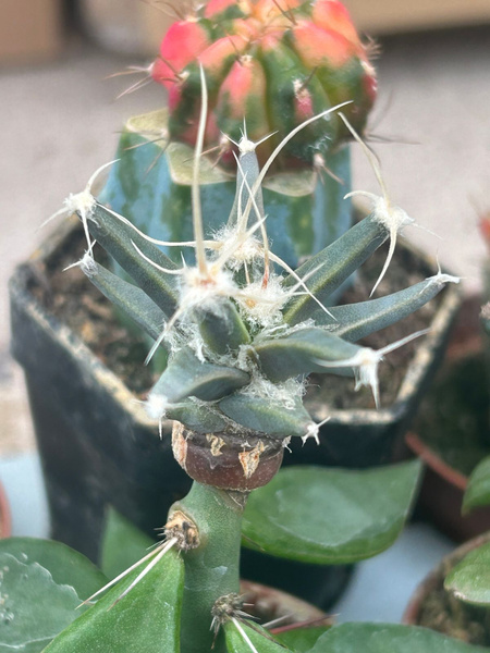 Leuchtenbergia principis v. trachythele