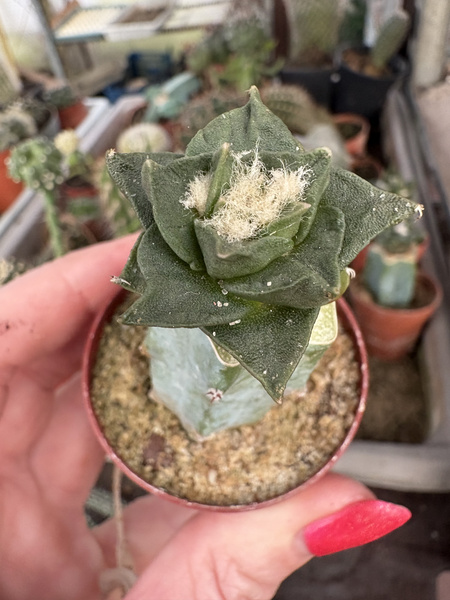 Ariocarpus trigonus v.elongatus